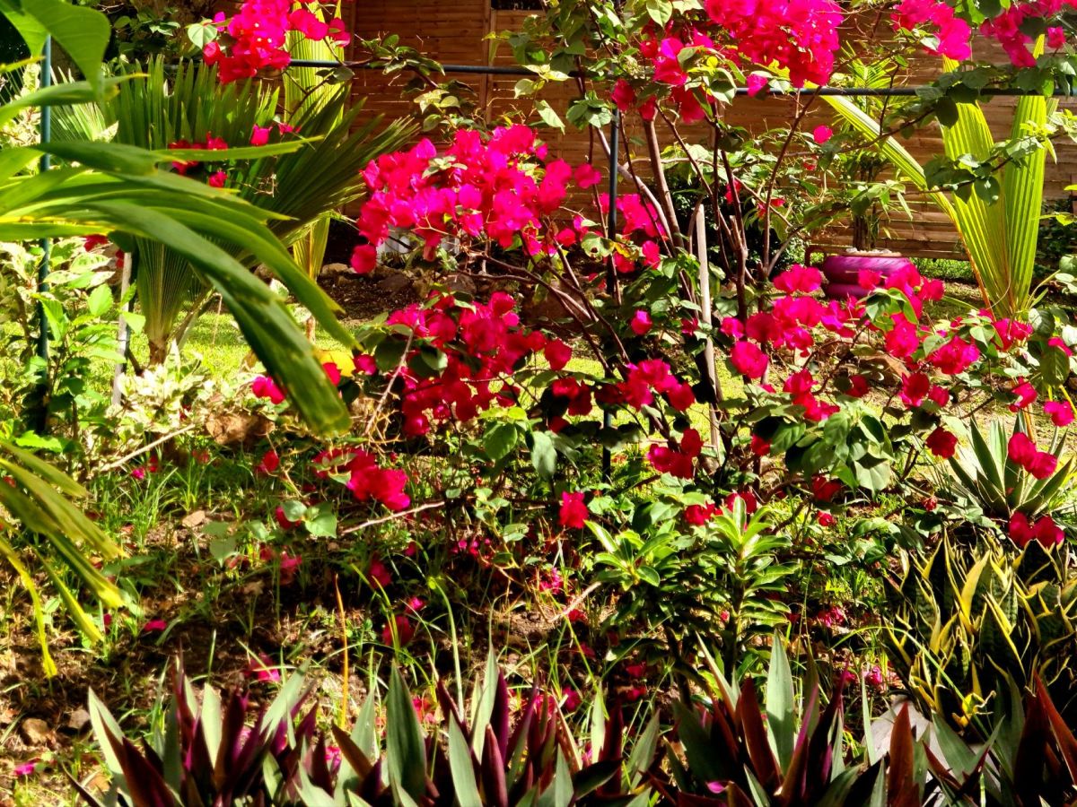 Le Jardin du Diamant, un bijou dans un écrin de&nbsp;verdure
