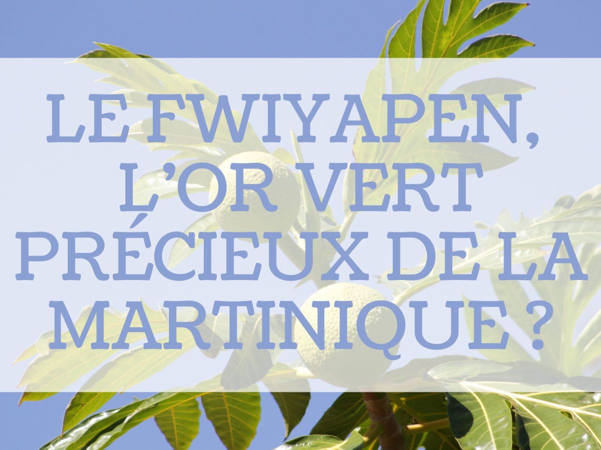 Le fwiyapen, l’or vert précieux de la Martinique&nbsp;?