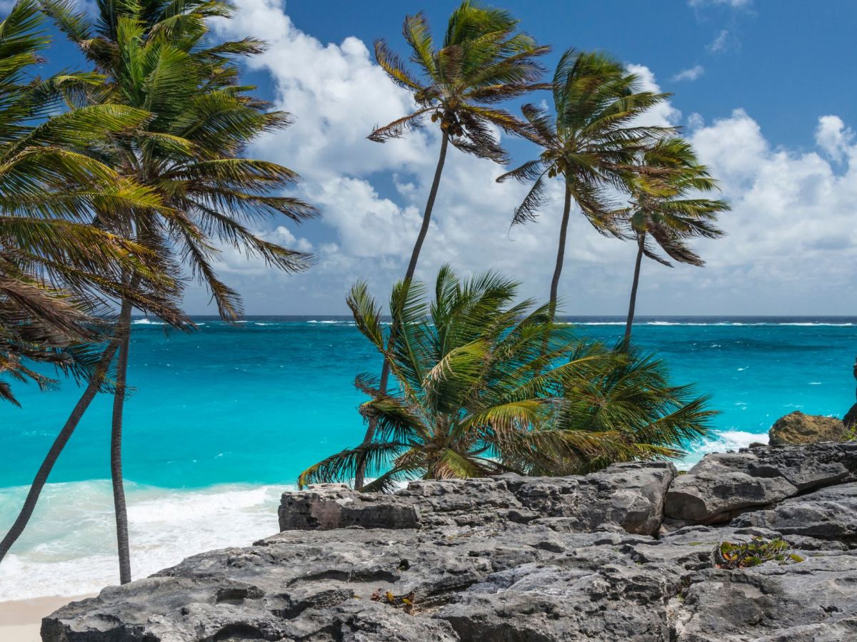 Que faire en Martinique ce week-end (01, 02 et 03 août 2025)&nbsp;?