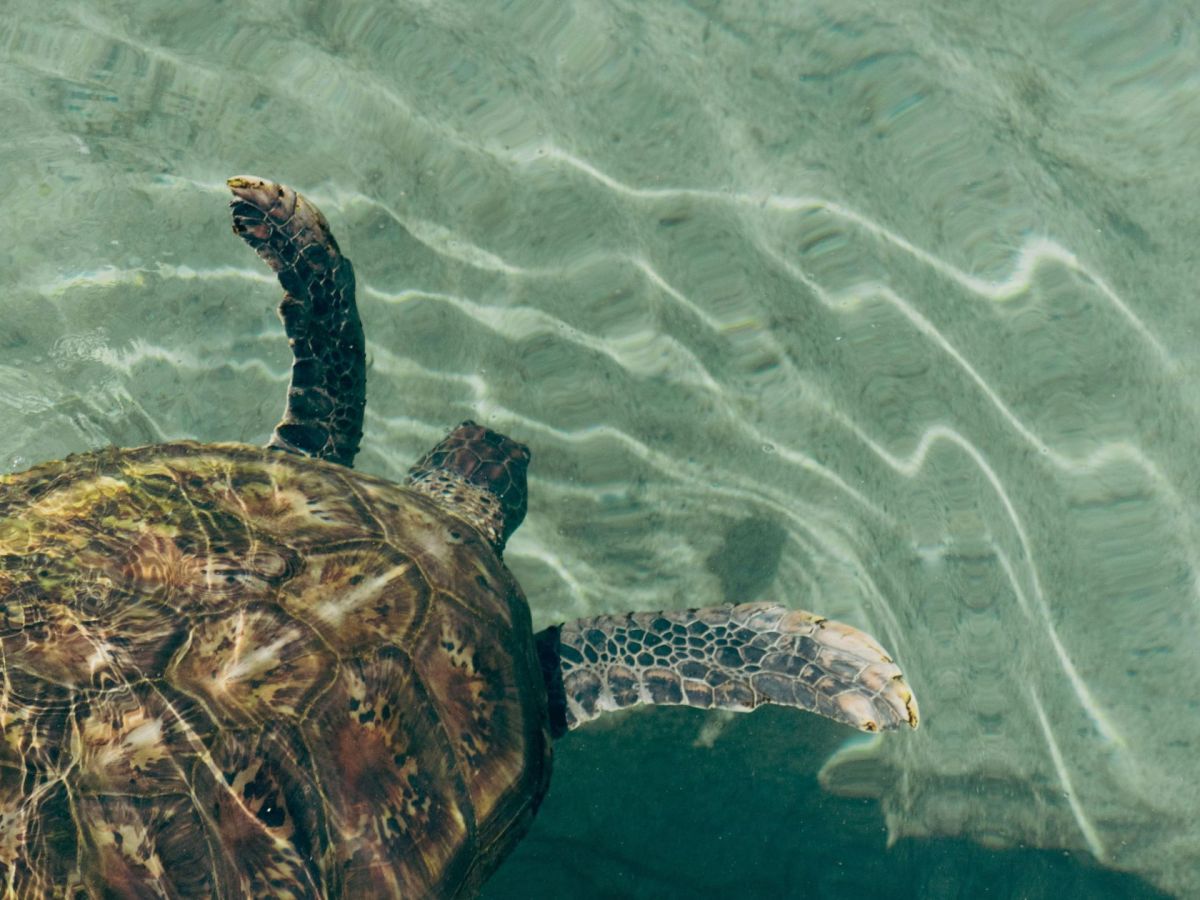 Que faire en Martinique ce week-end (22, 23 et 24 août 2025)&nbsp;?