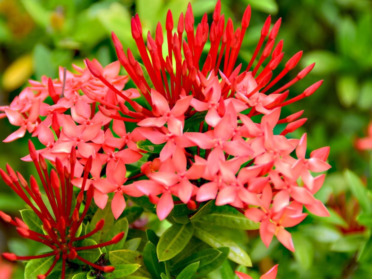 Que faire en Martinique ce week-end (19, 20 et 21 septembre 2025)&nbsp;?