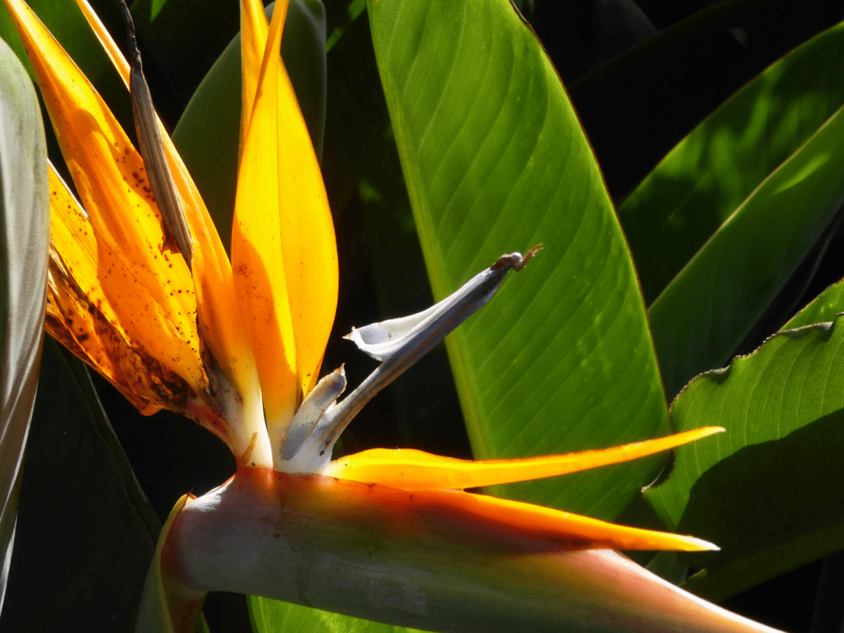 Que faire en Martinique ce week-end (21, 22 et 23 novembre 2025)&nbsp;?