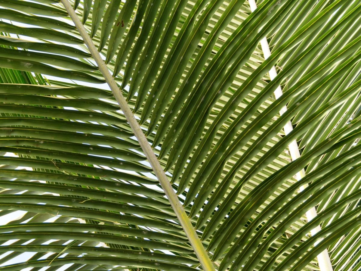 Que faire en Martinique ce week-end (23, 24 et 25 janvier 2026)&nbsp;?