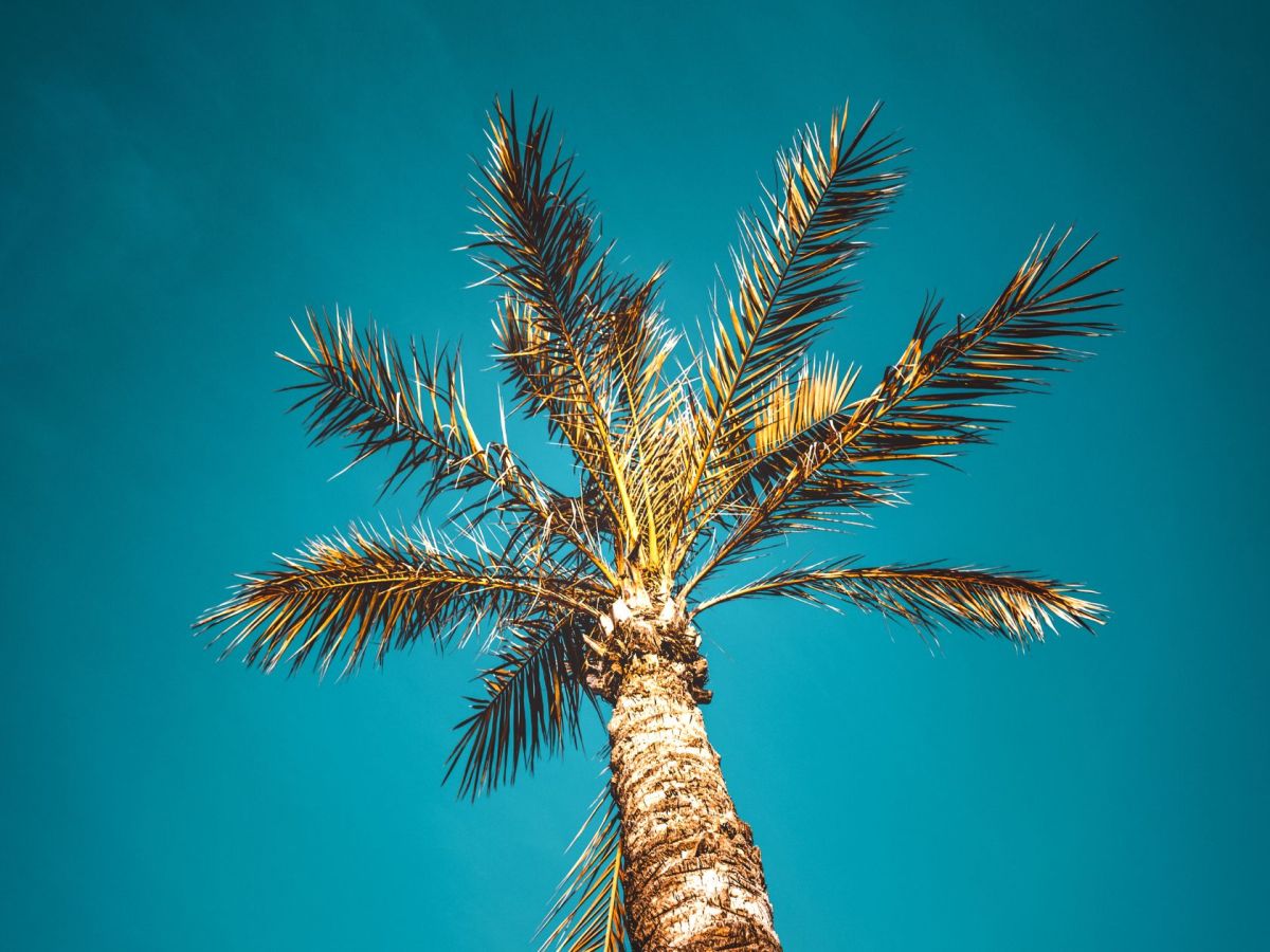 Que faire en Martinique ce week-end (20, 21, 22 mars 2026)&nbsp;?