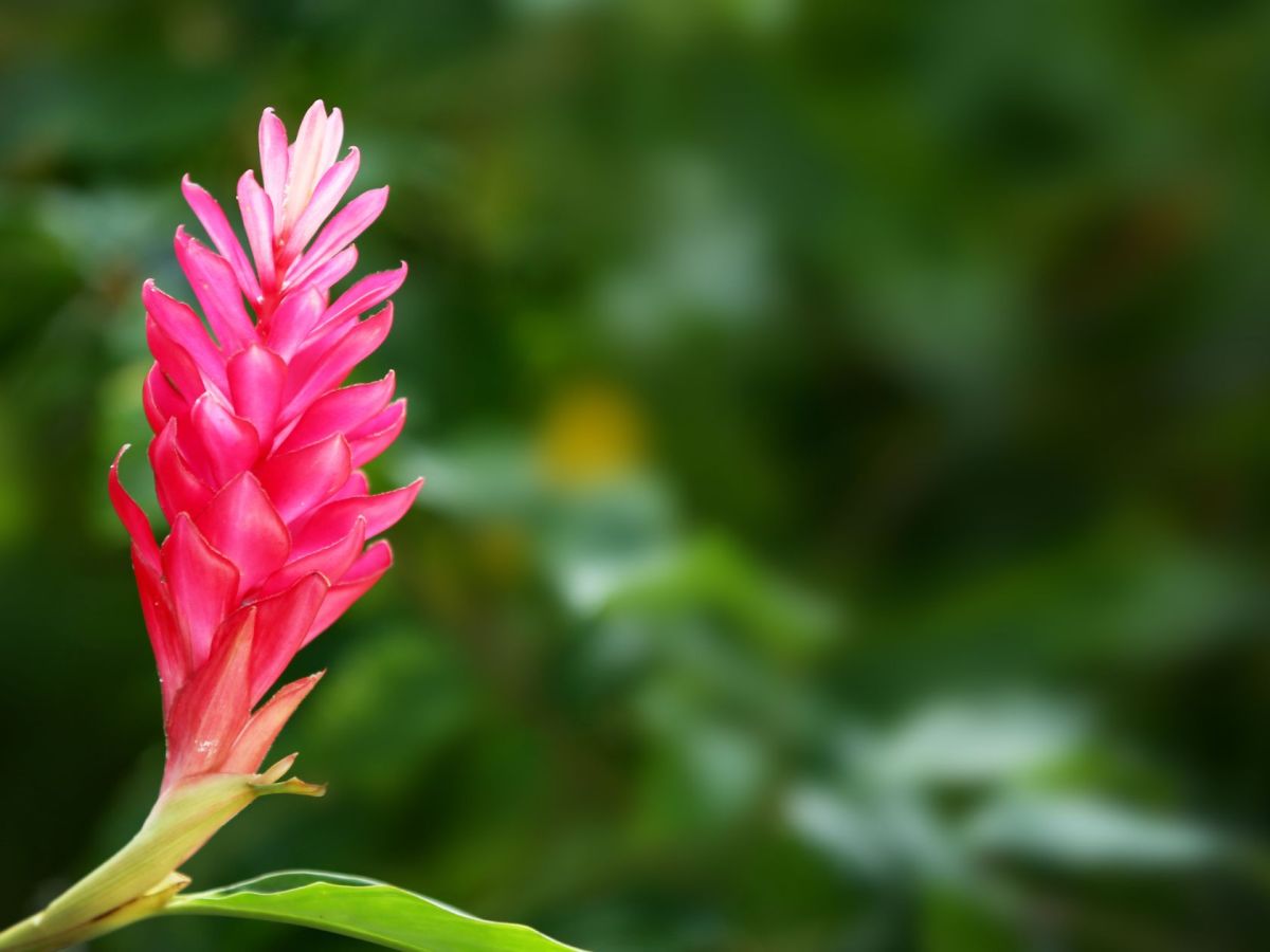 Que faire en Martinique ce week-end (30, 31 octobre, 01 et 02 novembre 2026)&nbsp;?
